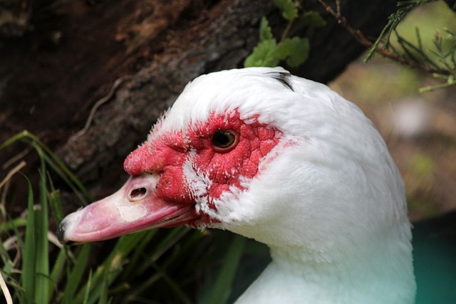 键的分数 键的分数