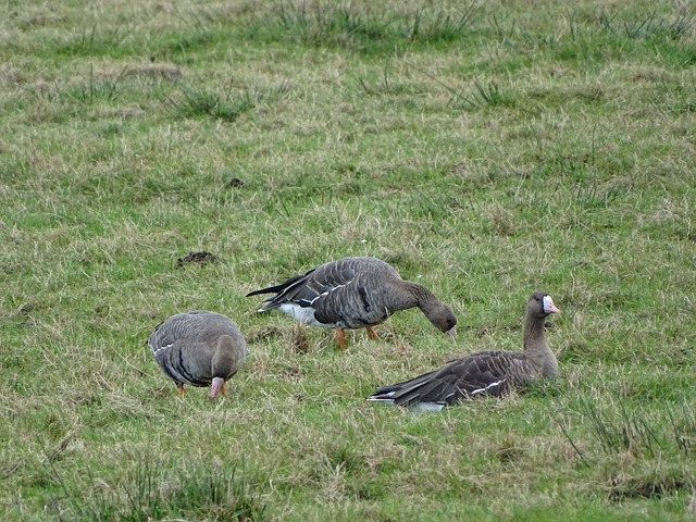 A对决中 A对决中