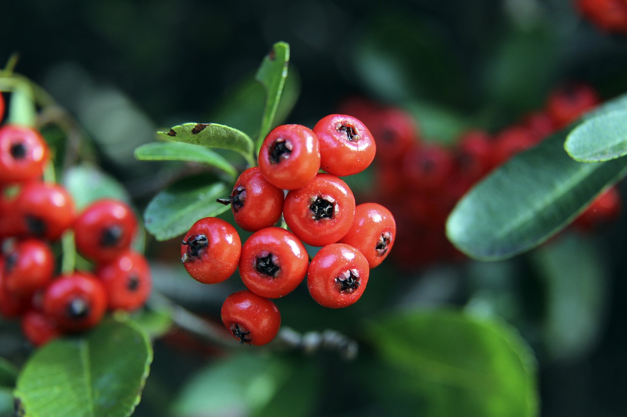 当克里斯保 当克里斯保