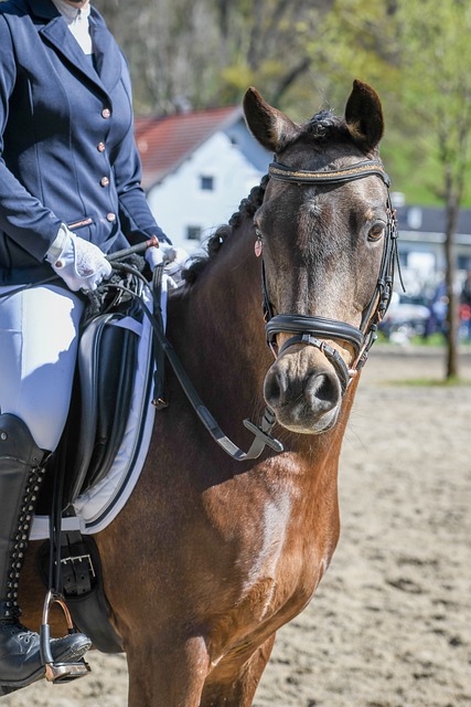 星巴洛特利 星巴洛特利